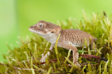 Tarentola chazaliae küçük bir kertenkele