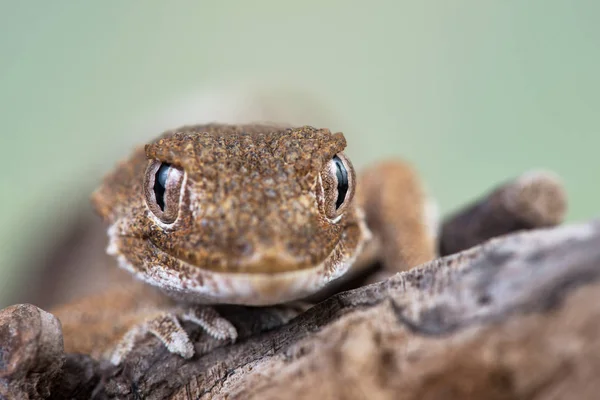 Tarentola Chazaliae Lucertola — Foto Stock