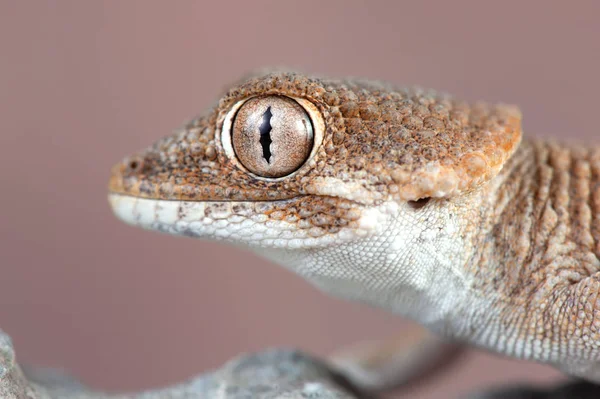 Tarentola Chazaliae Little Lizard — Stock Photo, Image