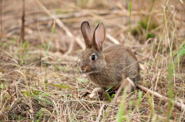 Bazı böcekler, sinekler, böcekler ve diğerleri.
