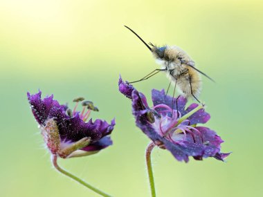 Bazı böcekler, sinekler, böcekler ve diğerleri.