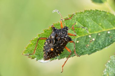 Bazı böcekler, sinekler, böcekler ve diğerleri.
