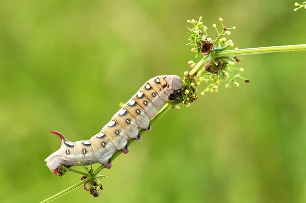 Einige Insekten Stubenfliegen Käfer Und Andere — Stockfoto
