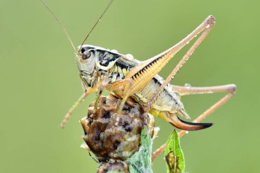 Bazı böcekler, sinekler, böcekler ve diğerleri.
