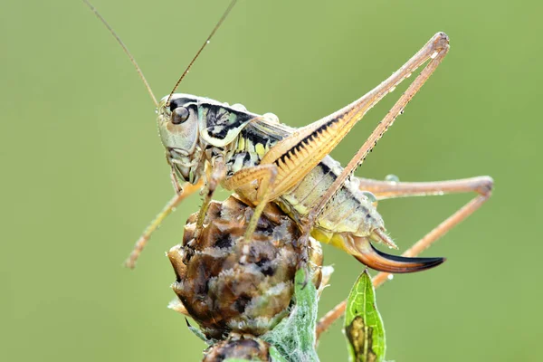 Einige Insekten Stubenfliegen Käfer Und Andere — Stockfoto