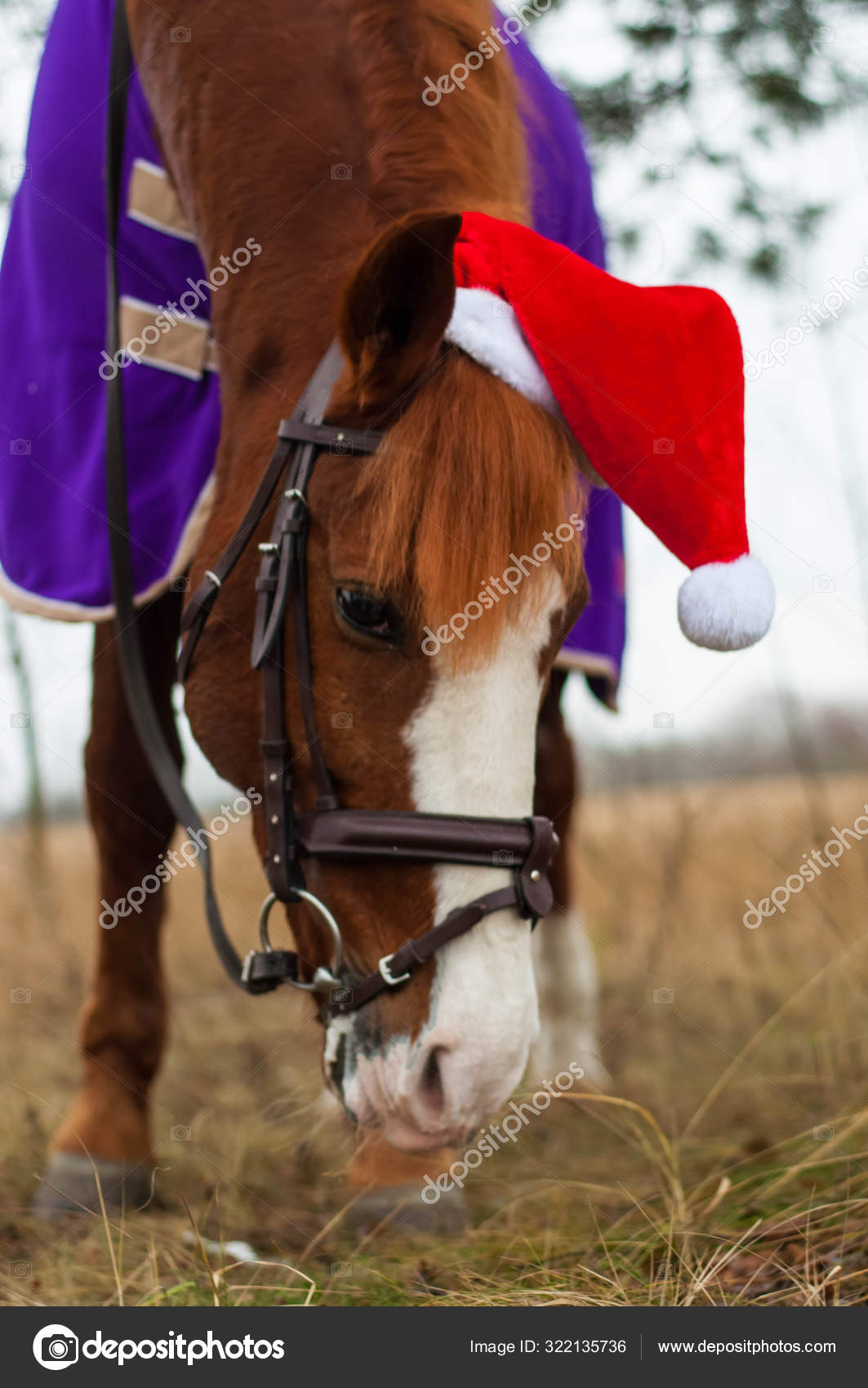 horse christmas hat