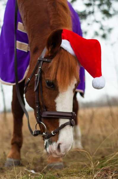 Amazing horse with christmas hat and gifts. Amazing grey horse with christmas hat and gifts outside