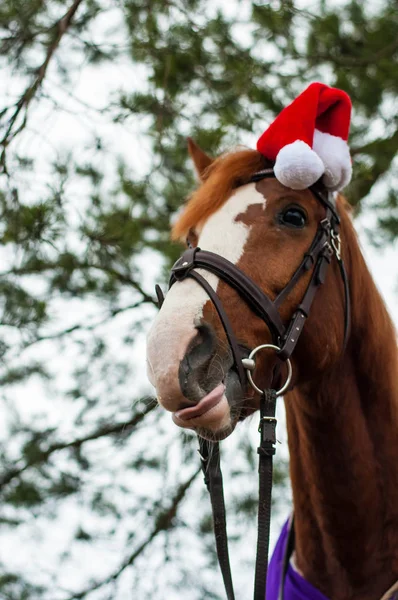 Geweldig paard met kerstmuts en cadeaus. Verbazingwekkend grijs paard met kerst hoed en geschenken buiten — Stockfoto