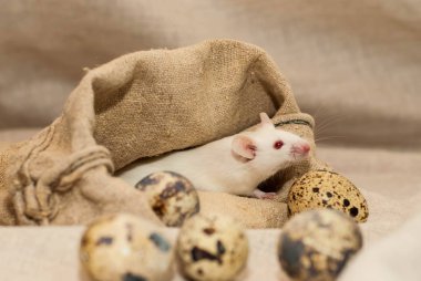 Çarşaf arkaplanında bıldırcın yumurtalarıyla bez bir çantada beyaz fare.