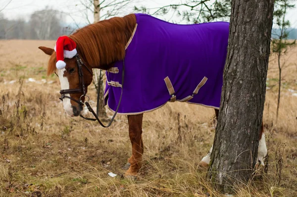 Geweldig paard met kerstmuts en cadeaus. Verbazingwekkend grijs paard met kerst hoed en geschenken buiten — Stockfoto