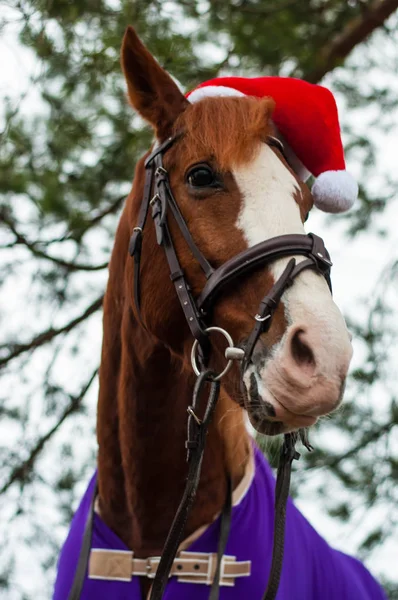 Amazing horse with christmas hat and gifts. Amazing grey horse with christmas hat and gifts outside