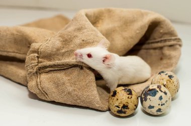 Beyaz bir arka planda bez bir çantada beyaz fare. izole et