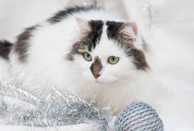 Beyaz arka planda siyah lekeler olan beyaz kedi. Takvimdeki nazik fotoğraf. Çerçevede Noel oyuncakları