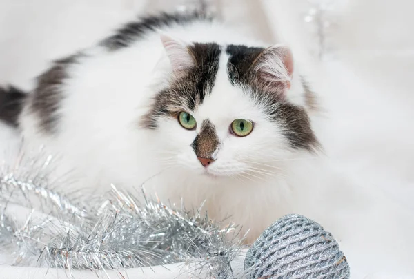 Gato branco com manchas escuras em um fundo branco. Foto suave no calendário. Brinquedos de Natal no quadro — Fotografia de Stock