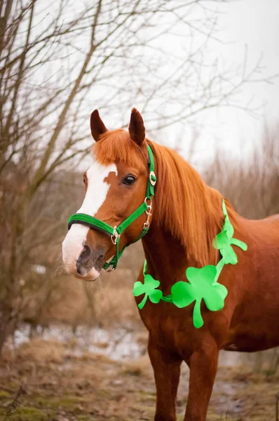 Caballo Rojo Con Una Brida Verde Hojas Trébol Alrededor Cuello — Foto de Stock