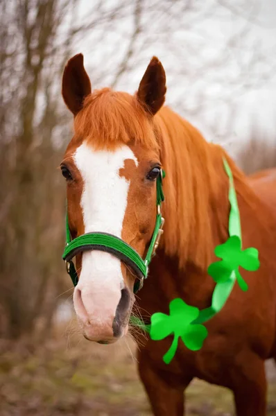 Caballo Rojo Con Una Brida Verde Hojas Trébol Alrededor Cuello — Foto de Stock