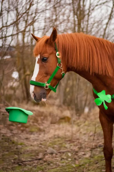 Caballo Rojo Con Una Brida Verde Hojas Trébol Alrededor Cuello — Foto de Stock