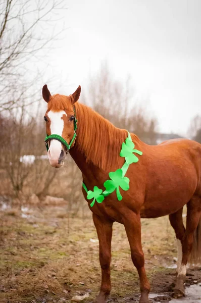 Een Rood Paard Met Een Groen Hoofdstel Klaverblad Zijn Nek — Stockfoto