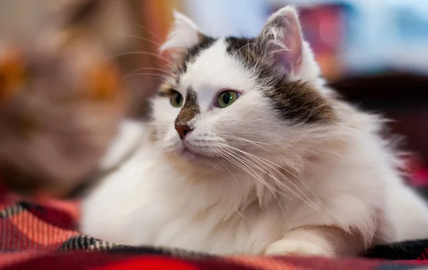 Eine Weiße Flauschige Sibirische Katze Mit Schwarzer Nase Und Grünen — Stockfoto