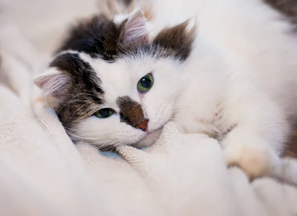 黒い鼻と緑の目をした白いふわふわのシベリア猫が白い毛布の上に横たわっています — ストック写真