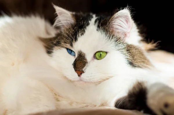 Eine Weiße Flauschige Sibirische Katze Mit Schwarzer Nase Und Bunten — Stockfoto