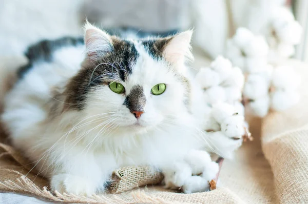 Gato Siberiano Branco Com Nariz Preto Olhos Verdes Está Deitado — Fotografia de Stock