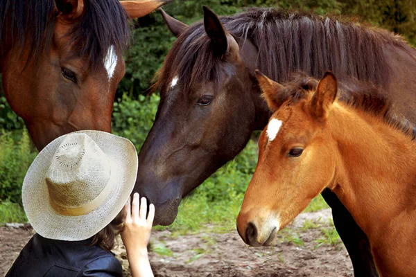 Family Horses Mother Father Foal Portrait Horses Next Farmer Hat — Stock Photo, Image