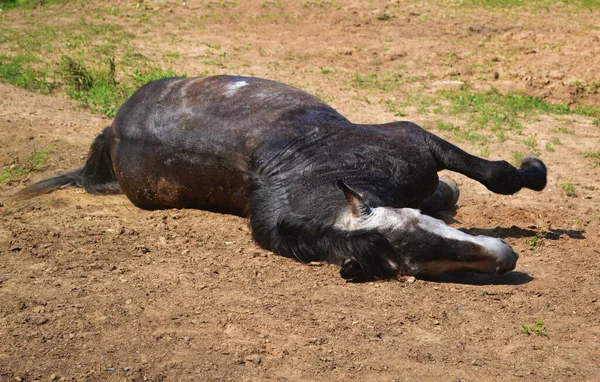 Тёмно Серая Лошадь Лежит Песке Иллюстрация Конного Журнала Ветеринарная Медицина — стоковое фото