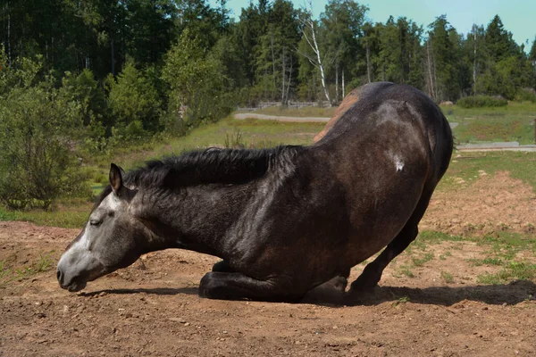 Caballo Gris Oscuro Yace Sobre Arena Ilustración Para Una Revista —  Fotos de Stock