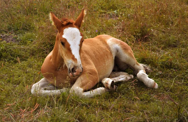 Ein Kleines Rotes Hengstfohlen Mit Einem Großen Weißen Fleck Liegt — Stockfoto