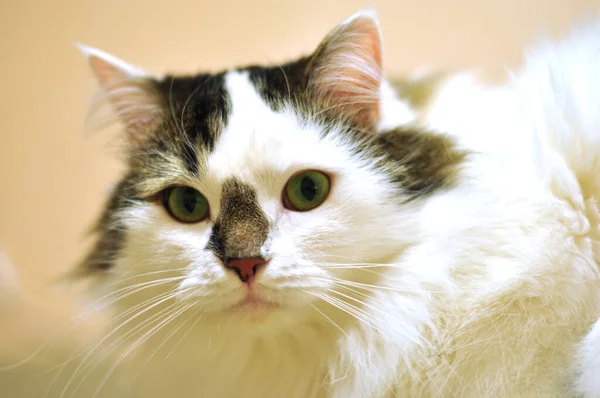 Porträt Einer Weißen Flauschigen Sibirischen Katze Mit Schwarzer Nase Und — Stockfoto