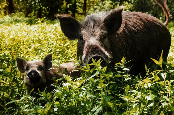 photo for a hunting magazine. Female boar with a baby in the green grass