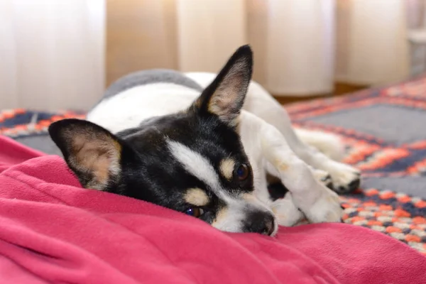 Ένα Μαύρο Και Άσπρο Terrier Κοιμάται Στον Καναπέ Μια Ροζ — Φωτογραφία Αρχείου