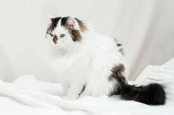 Gato Siberiano Fofo Duas Cores Está Deitado Roupa Cama Branca — Fotografia de Stock
