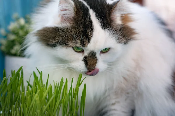 Die Zweifarbige Flauschige Sibirische Katze Ist Selbsterregend Essen Von Grünem — Stockfoto