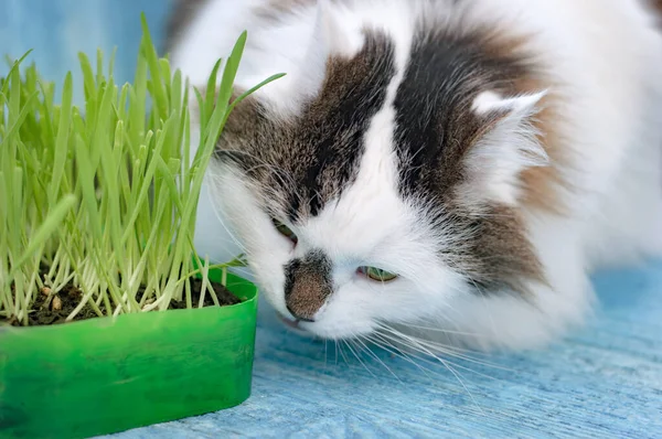 Die Zweifarbige Flauschige Sibirische Katze Ist Selbsterregend Essen Von Grünem — Stockfoto