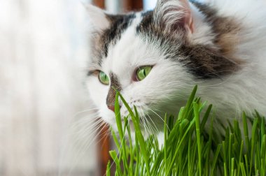 İki renkli tüylü Sibirya kedisi kendi kendini tedavi ediyor. Yeşil yulaf lapası yerler.