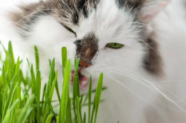 这只双色绒毛西伯利亚猫是自行医疗的 吃绿芽燕麦 — 图库照片