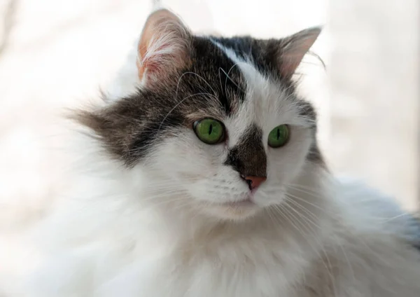 Двухцветная Пушистая Сибирская Кошка Самолечится Кушать Зеленый Овес — стоковое фото