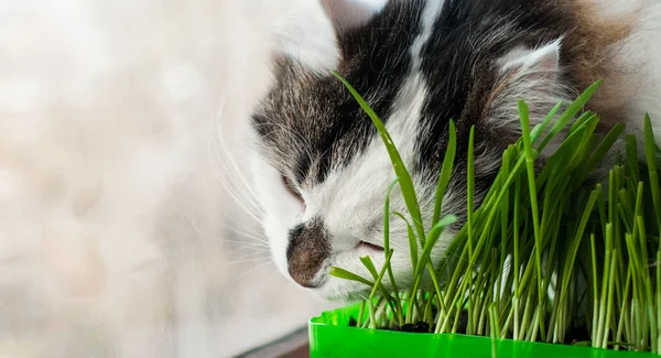 Die Zweifarbige Flauschige Sibirische Katze Ist Selbsterregend Essen Von Grünem — Stockfoto