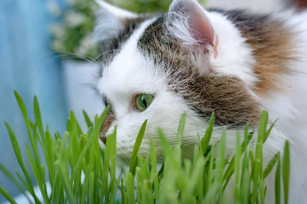 Gatto Siberiano Morbido Due Colori Auto Medica Mangiare Avena Verde — Foto Stock