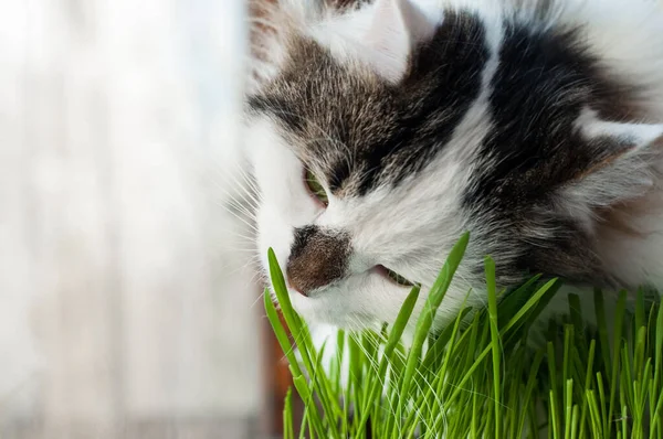 2色のふわふわのシベリア猫は自己投薬です 緑の発芽したオート麦を食べ — ストック写真