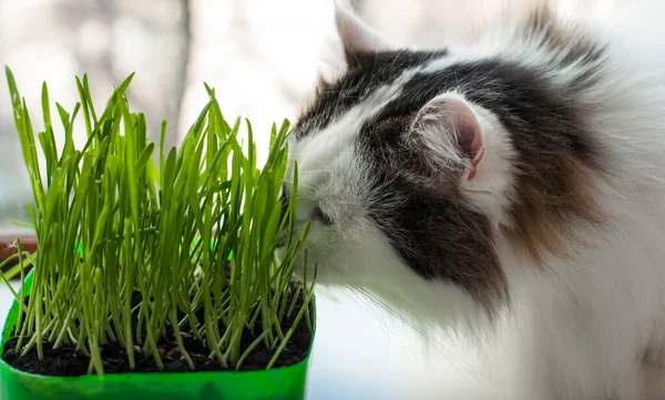Die Zweifarbige Flauschige Sibirische Katze Ist Selbsterregend Essen Von Grünem — Stockfoto