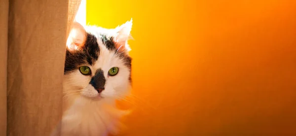 Fluffy Siberian White Cat Brown Spots Looks Out Gray Linen — Stock Photo, Image