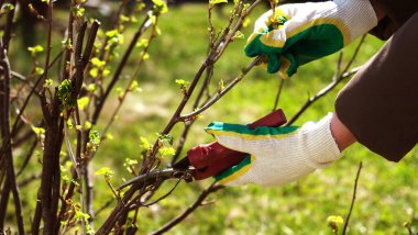 Frenk üzümü çalılarının bahar budanması. Eldivenler ve kesiciler içinde kadın eli. Tarım ve bitki bakımı kavramı