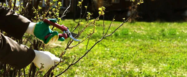 spring pruning of currant bushes. women\'s hands in gloves and secateurs. the concept of agronomy and plant care. Long banner with space for text