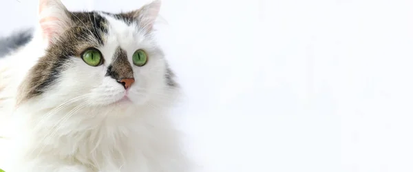Eine Sibirische Pelzkatze Mit Grünen Augen Auf Weißem Grund Blickt — Stockfoto