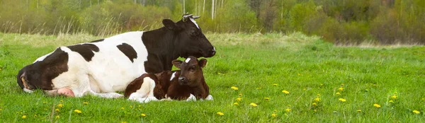 Uma Vaca Preta Branca Com Bezerro Está Deitada Campo Com — Fotografia de Stock