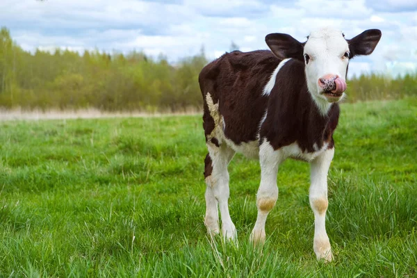 Rolig Svartvit Kalv Med Fläckig Näsa Och Tunga Det Gröna — Stockfoto