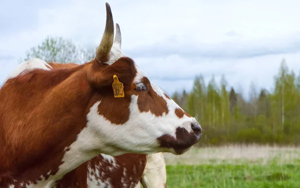 Eine Gefleckte Ayrshire Kuh Mit Rot Weißen Hörnern Nahaufnahme Und — Stockfoto